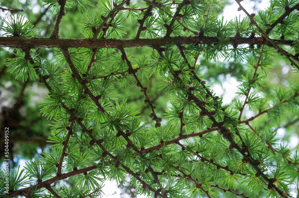 Beautiful larch branches with bright green needles, against the sky, on a cloudy spring day. Bottom view. Beautiful larch branches with bright green needles, against the sky, on a cloudy spring day. Bottom view.