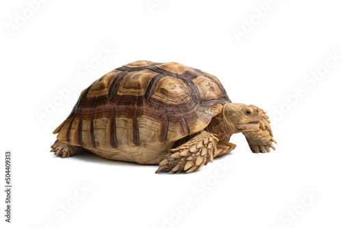 Turtle (Centrochelys sulcata) isolated on white background with clipping path