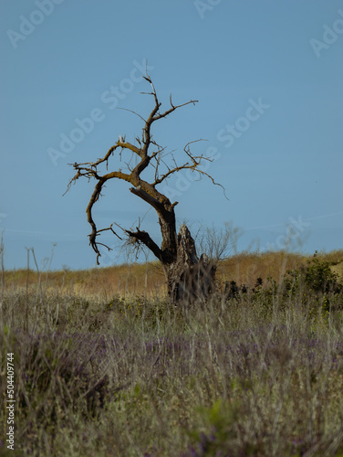 gnarly looking tree poking out of grassland 