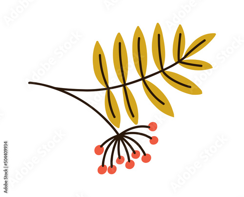 Autumn rowan branch. Leaves and berries. Vector hand drawn flat red berry