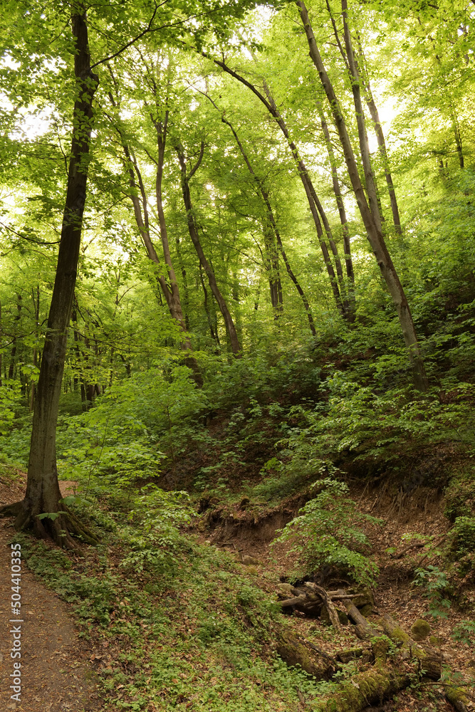 Spring European forest. Reserve near Krakow (Poland). Spring European forest. Reserve near Krakow (Poland).