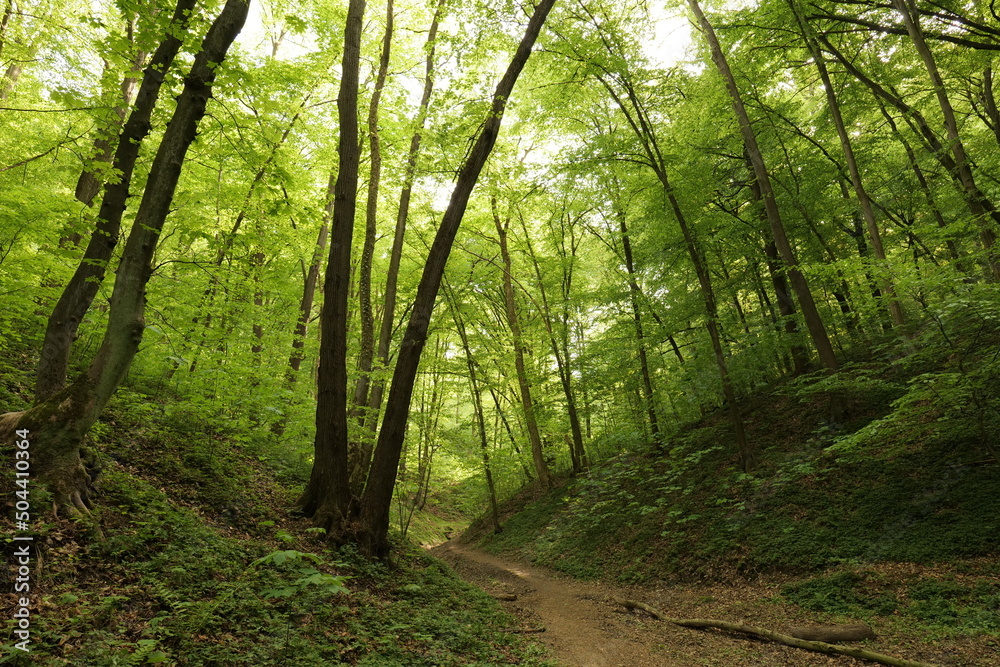 Obraz premium Spring European forest. Reserve near Krakow (Poland).