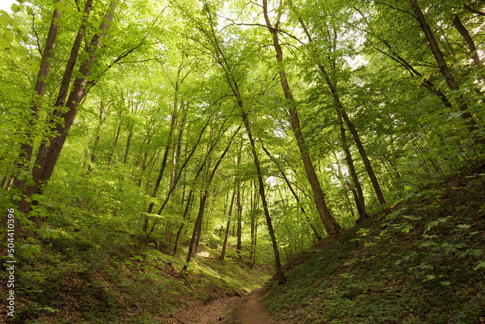 Obraz premium Spring European forest. Reserve near Krakow (Poland).