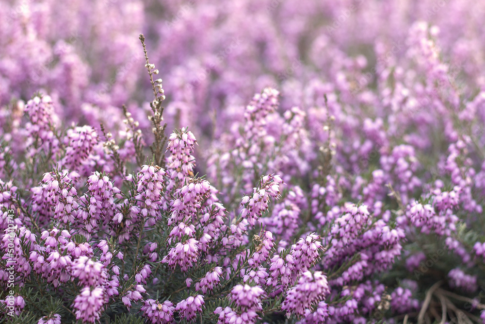 Beautiful pink purple flowering heather close-up, copy space for text Beautiful pink purple flowering heather close-up, copy space for text