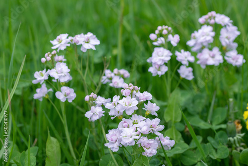 Mayflowers with filled blossoms (Cardamine pratensis) on a natural meadow. © Amalia Gruber