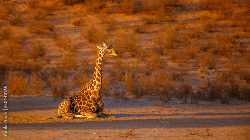 Photography Giraffe lying down in morning light in Kgalagadi transfrontier park, South Afric