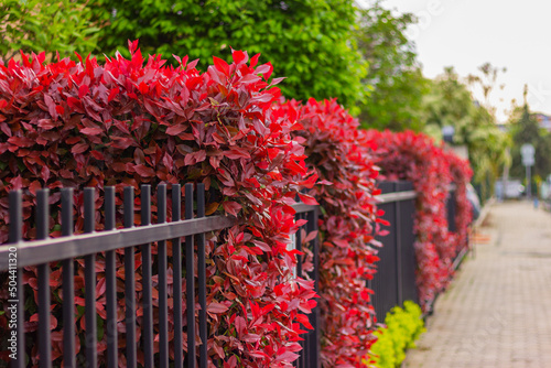 Photinia bushes with red leaves next to a black metal fence on the city street.