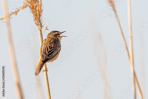 Tableau sur toile Sedge warbler (Acrocephalus schoenobaenus) singing from the top of a reed in spring