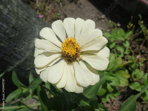 Zinnia acerosa is a low-growing perennial flowering plant. Common names include desert zinnia, wild z., white zinnia, and spinyleaf zinnia. photo