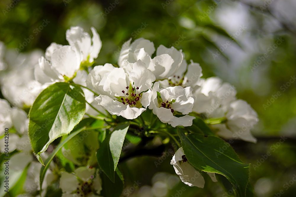 white flowers on a branch in spring white flowers on a branch in spring
