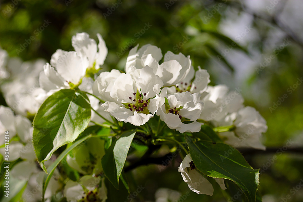 white flowers on a branch in spring white flowers on a branch in spring
