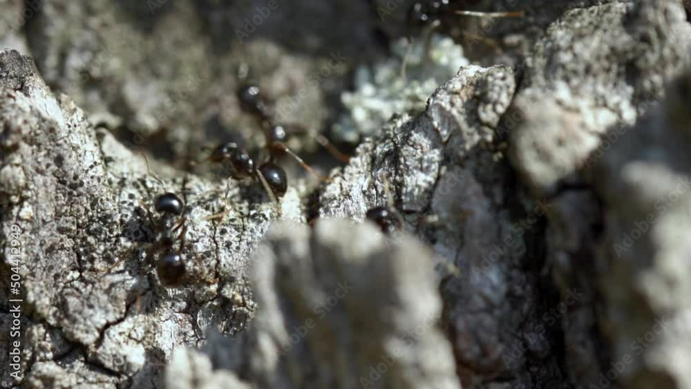 Extreme close-up of ants marching up a tree. Extreme close-up of ants marching up a tree.