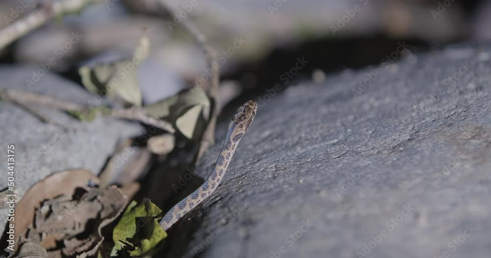thin Leptodeira snake active and perched on a rock at night. Central american Cat eyed snake thin Leptodeira snake active and perched on a rock at night. Central american Cat eyed snake