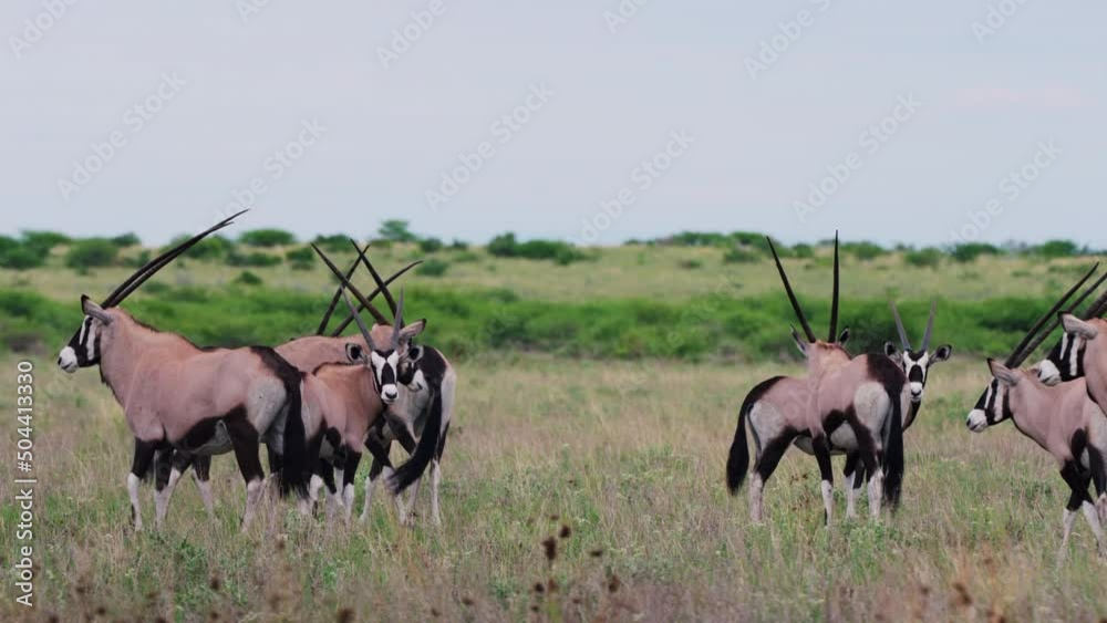 Close Up From A Herd Of Beautiful Gemsbok In A Grasland Of Central Kalahari Game Reserve, Botswana. Close Up From A Herd Of Beautiful Gemsbok In A Grasland Of Central Kalahari Game Reserve, Botswana.