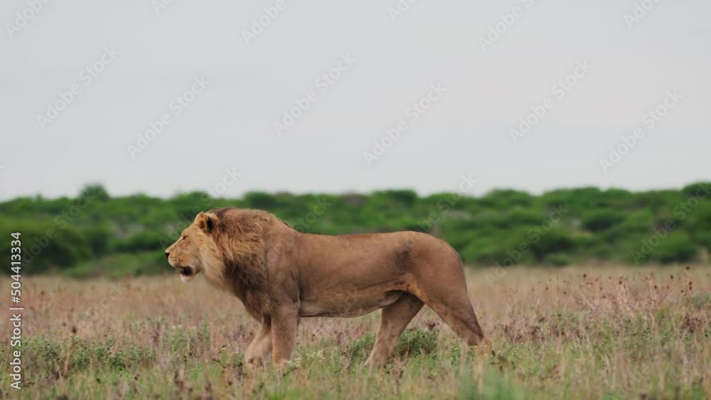 Calm View Of A Male Lion Walking Through The Bush In Central Kalahari Game Reserve, Botswana. 