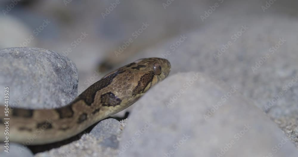 Leptodeira Rhombifera, aka Cat-eyed Snake, rests its head over rocks. macro shot Leptodeira Rhombifera, aka Cat-eyed Snake, rests its head over rocks. macro shot