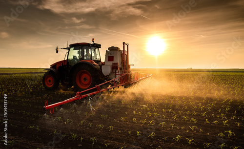 Tractor spraying corn field in sunset photo