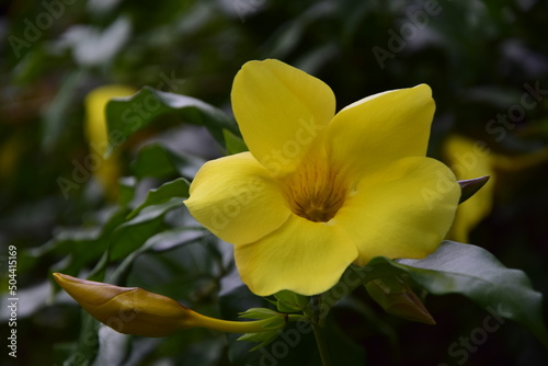 Yellow flower close-up in Puerto Iguazu. Argentina. © Андрей Поторочин