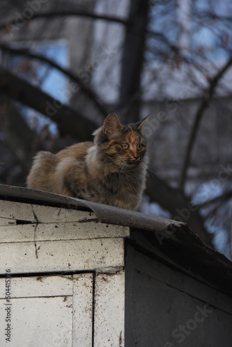 Cat on a roof 