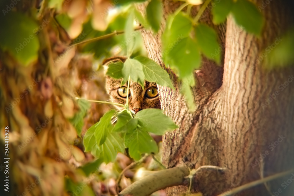 Obraz premium A domestic cat of the fold-eared breed peeks out from behind a tree with hanging small branches outdoors, close-up. Photo of a cat in retro style.
