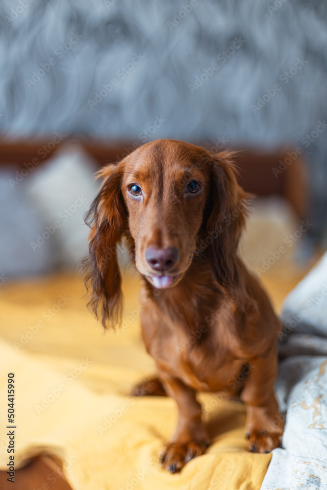 A funny dachshund sits on the bed, sticking out the tip of his tongue