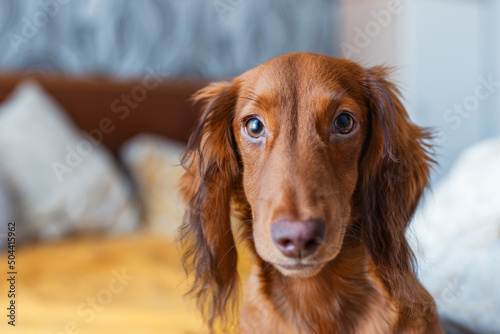 A small brown dachshund in the bedroom looks seriously into the frame