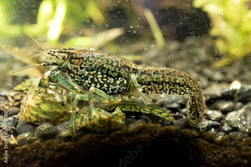 Aquarium marble crayfish. Procarambus virginalis photo