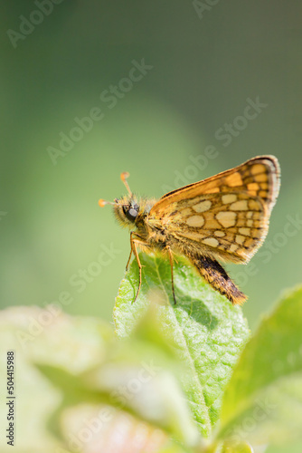 Chequered skipper (Carterocephalus palaemon) rests on a twig.