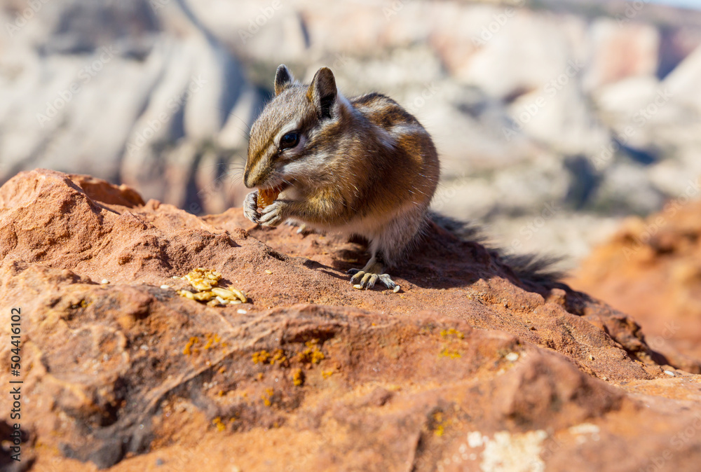 Chipmunk Chipmunk