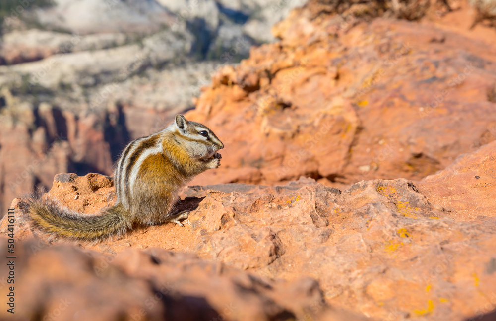 Chipmunk Chipmunk