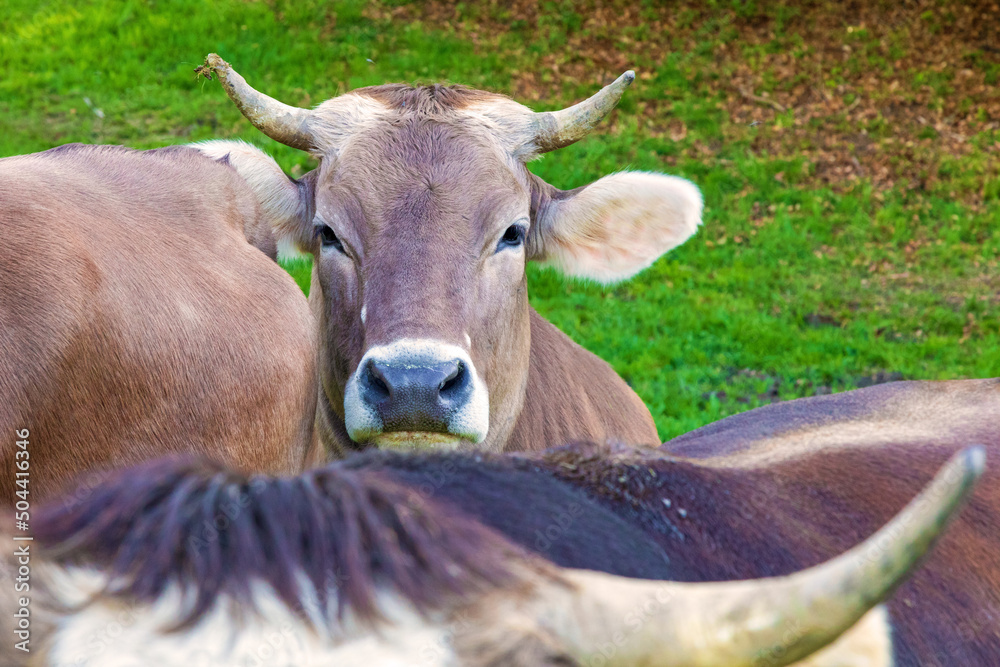 Kühe - Allgäu - lustig - Braunvieh - Hörner Kühe - Allgäu - lustig - Braunvieh - Hörner