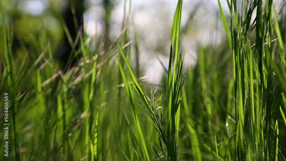 Green grass sways in the wind Green grass sways in the wind