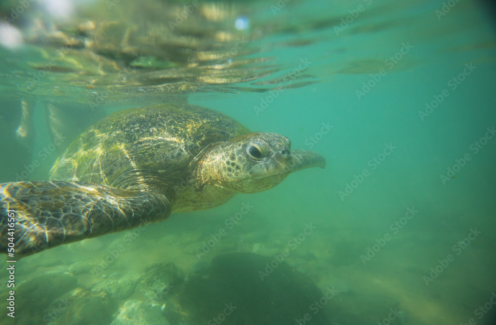 Fototapeta premium Turtle