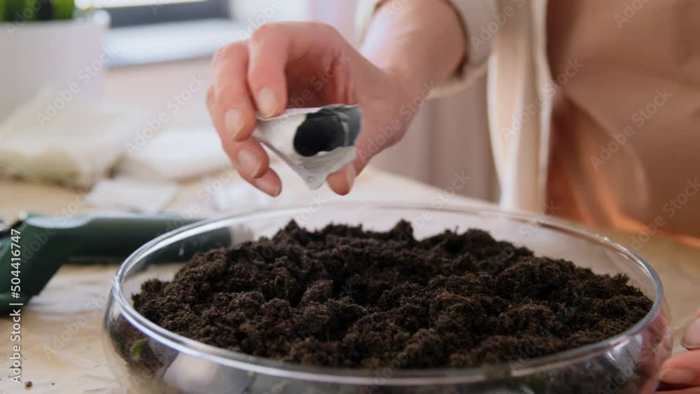 people, gardening and housework concept - close up of woman planting flowers and pouring seeds to soil in glass vase at home people, gardening and housework concept - close up of woman planting flowers and pouring seeds to soil in glass vase at home