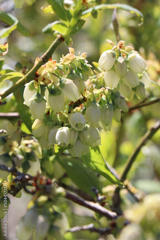 Blüten der Blaubeere Blüten der Blaubeere