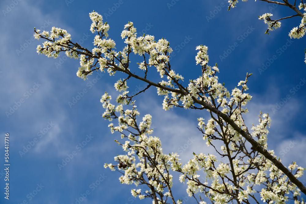 Blooming plum orchard Blooming plum orchard