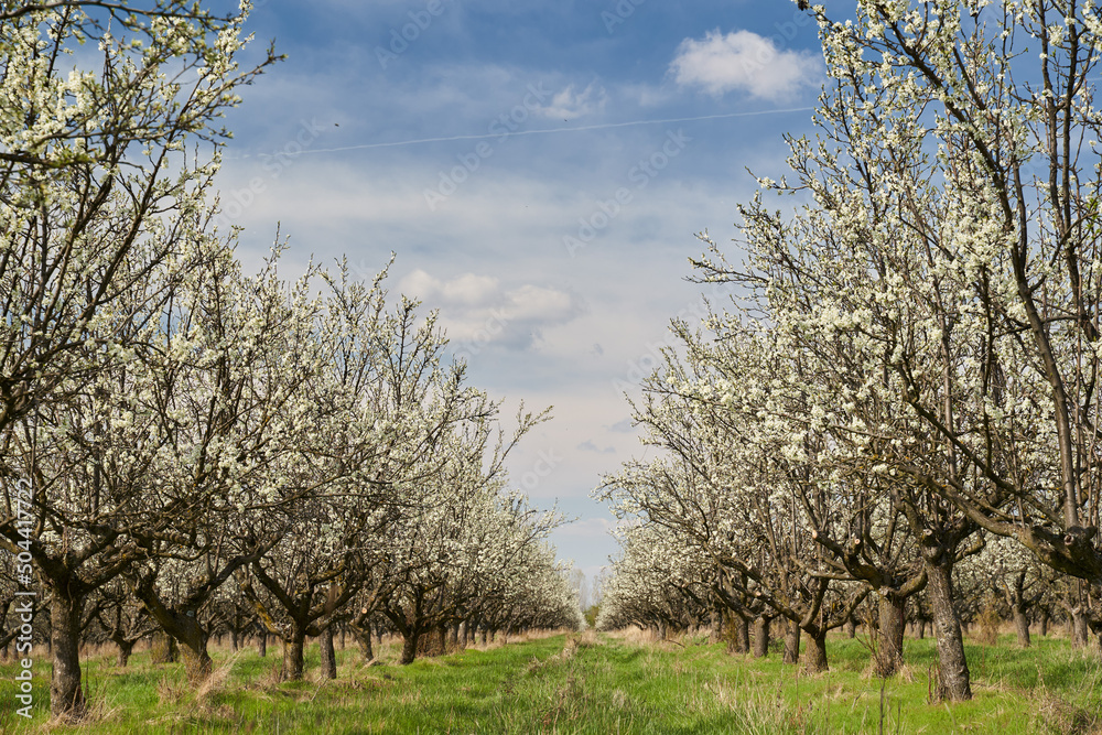 Blooming plum orchard Blooming plum orchard