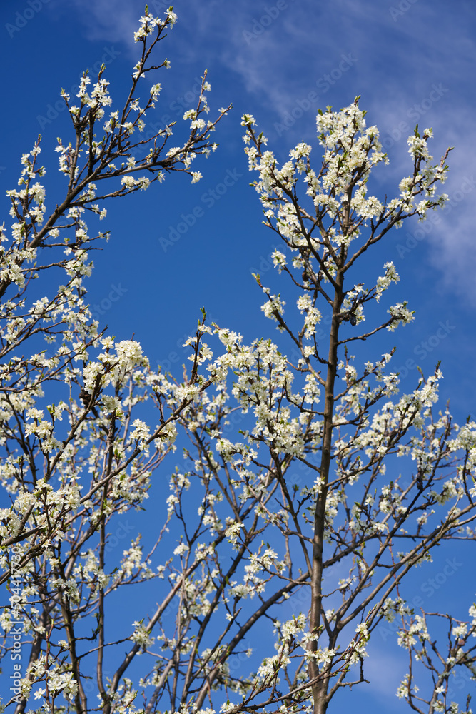Blooming plum orchard