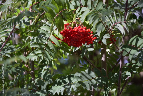 Red berries on a tree, in green foliage in Arrayanes National Park, San Carlos de Bariloche.