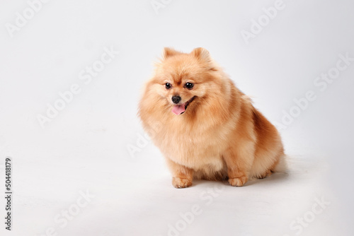 A charming well-groomed pomeranian sits on a gray background © Ihar