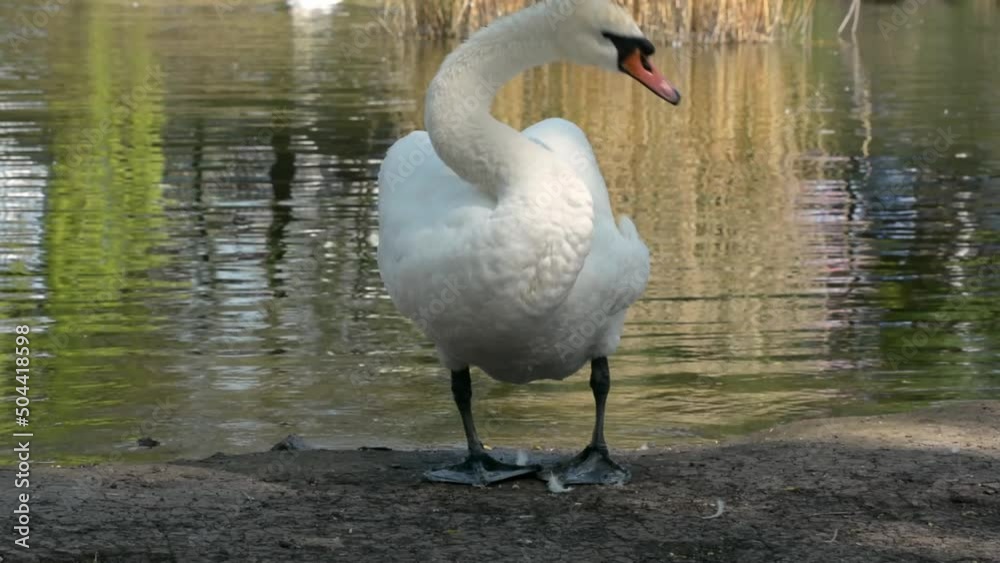 Mute swan. White swan cleans feathers. A white silent swan cleans its feathers on the shore of the lake in the morning in the park. Mute swan. White swan cleans feathers. A white silent swan cleans its feathers on the shore of the lake in the morning in the park.