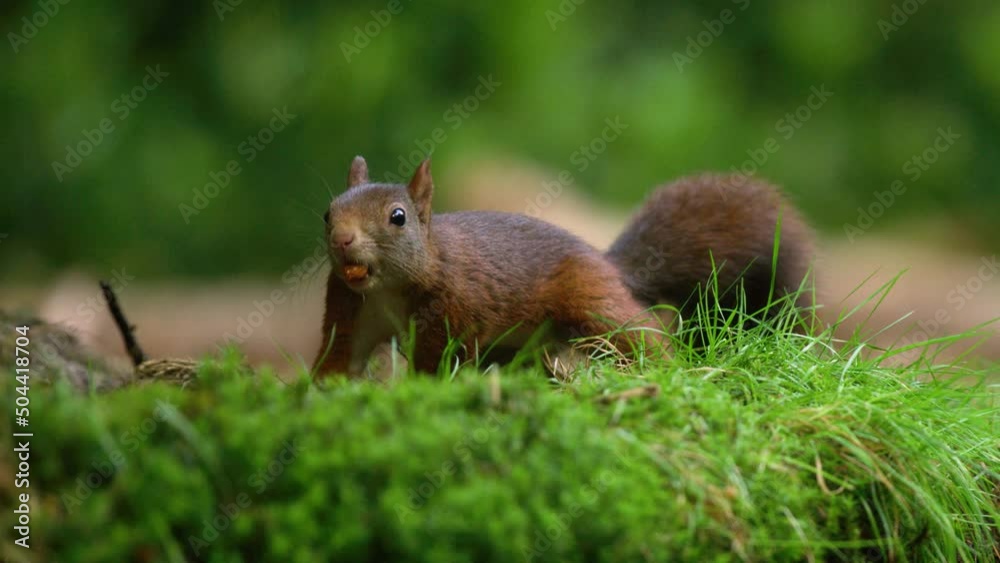 Slow Motion Squirrel Walking Around Sniffing with a Hazelnut in It's Mouth on a mOssy Log Slow Motion Squirrel Walking Around Sniffing with a Hazelnut in It's Mouth on a mOssy Log