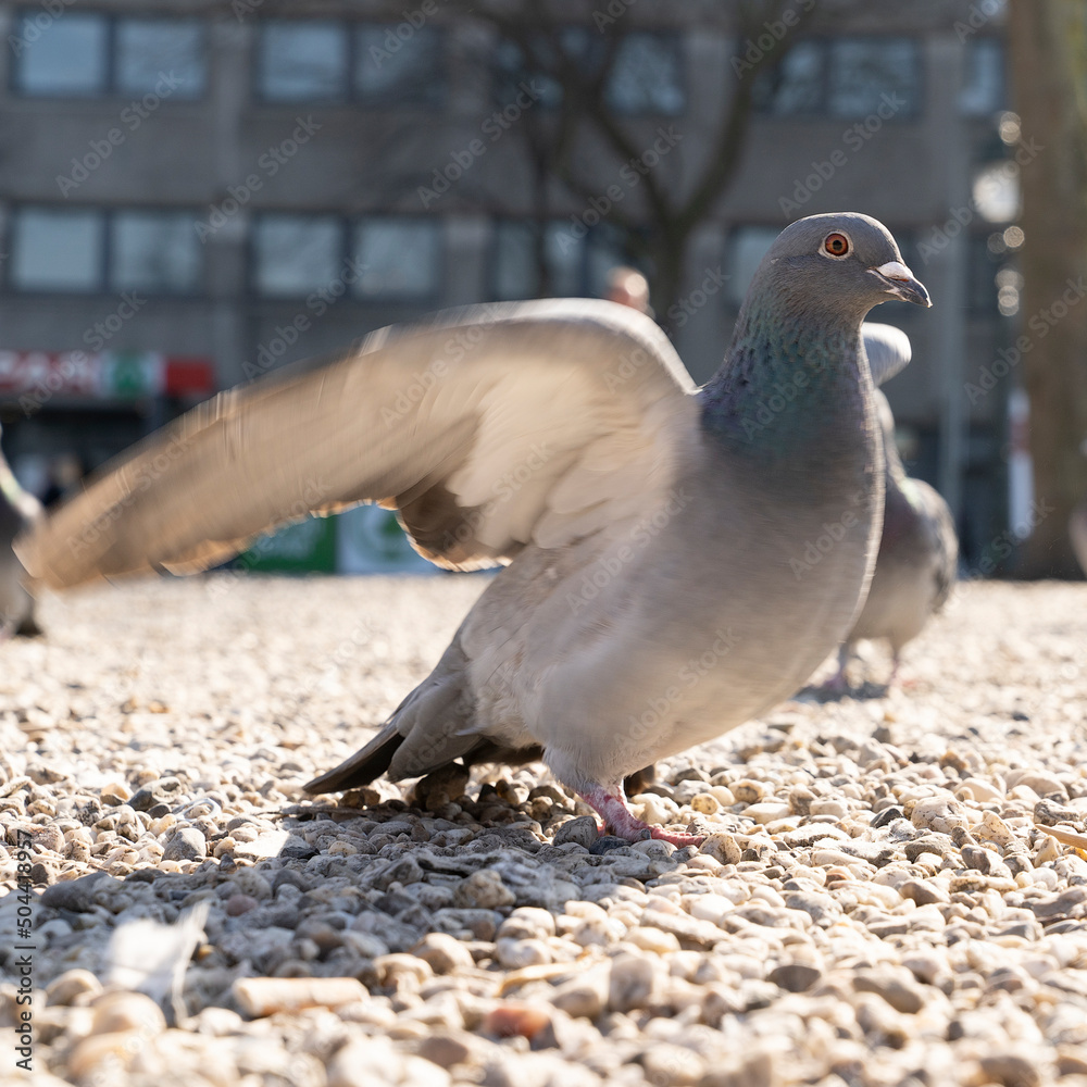 Obraz premium City pigeon walking on the ground searching food with sand and stone in a parc animal in the city