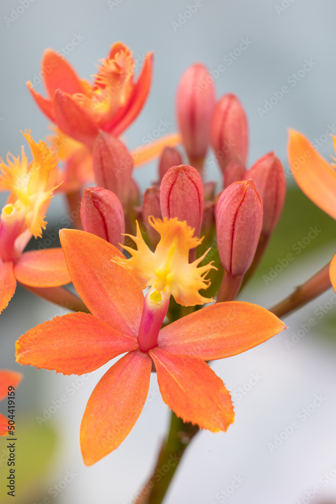 Fototapeta premium Orange flower of an epidendrum orchid