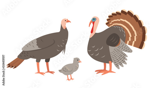 Turkey male and female birds family isolated on white background. Domestic farm or wild turkey mother, father and baby. Vector flat or cartoon icons illustration.