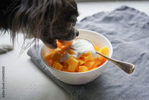 Chihuahua dog eat ripe mango with homemade yogurt from white plate