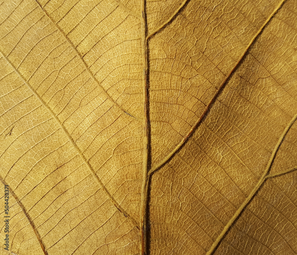 Obraz premium dry leaf texture