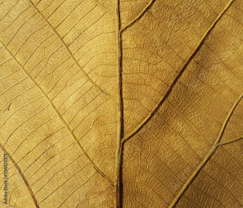 dry leaf texture © monkeyDluffy