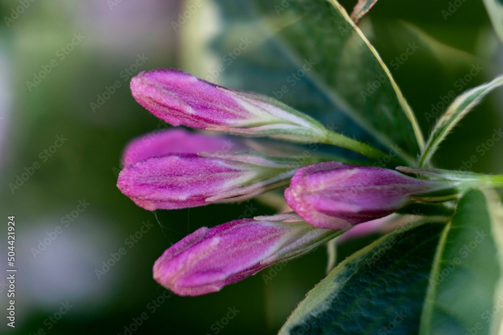 Lemon tree blossom purple green Lemon tree blossom purple green