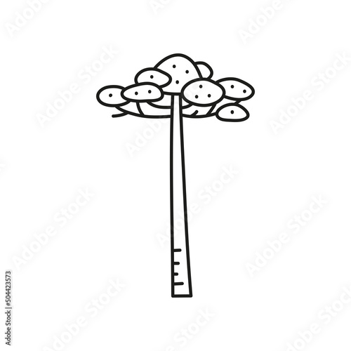 Doodle outline araucaria araucana tree. photo